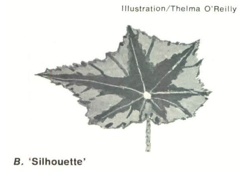 B. ‘Silhouette’